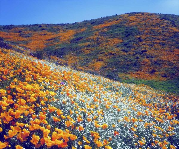 CA, Lake Elsinore Wildflowers covering a hill